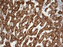 OTC Monoclonal Antibody (OTI5H8), TrueMAB , OriGene 30 &mu;L; Unconjugated:Antibodies,