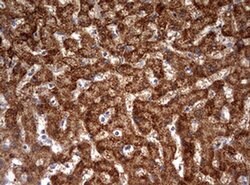 OTC Monoclonal Antibody (OTI3H4), TrueMAB , OriGene 100 &mu;L; Unconjugated:Antibodies,