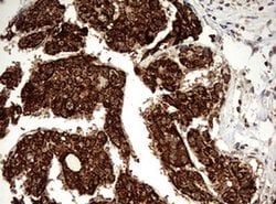 OTC Monoclonal Antibody (OTI3H4), TrueMAB , OriGene 100 &mu;L; Unconjugated:Antibodies,