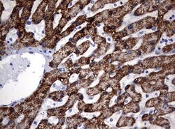 OTC Monoclonal Antibody (OTI2G6), TrueMAB , OriGene:Antibodies:Primary