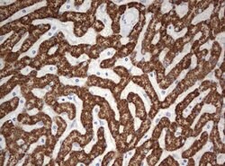 OTC Mouse anti-Human, Clone: OTI4G8, lyophilized, TrueMAB 100 &mu;g; Unconjugated:Antibodies,