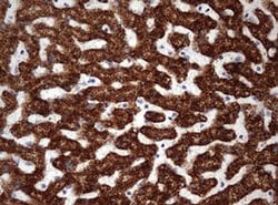 OTC Monoclonal Antibody (OTI4C9), TrueMAB , OriGene 100 &mu;L; Unconjugated:Antibodies,