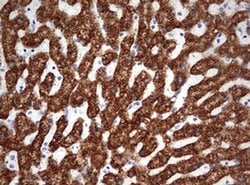 OTC Monoclonal Antibody (OTI4D6), TrueMAB , OriGene 100 &mu;L; Unconjugated:Antibodies,