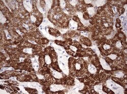 OTC Mouse anti-Human, Clone: OTI7B1, lyophilized, TrueMAB 100 &mu;g; Unconjugated:Antibodies,