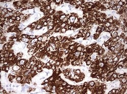 OTC Mouse anti-Human, Clone: OTI7B1, lyophilized, TrueMAB 100 &mu;g; Unconjugated:Antibodies,