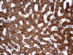 OTC Mouse anti-Human, Clone: OTI5F4, lyophilized, TrueMAB 100 &mu;g; Unconjugated:Antibodies,