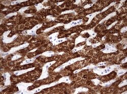 OTC Mouse anti-Human, Clone: OTI8A9, lyophilized, TrueMAB 100 &mu;g; Unconjugated:Antibodies,