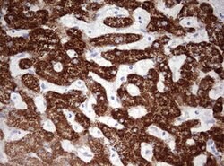 OTC Mouse anti-Human, Clone: OTI5A7, lyophilized, TrueMAB 100 &mu;g; Unconjugated:Antibodies,