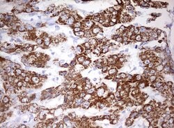 OTC Mouse anti-Human, Clone: OTI5A7, lyophilized, TrueMAB 100 &mu;g; Unconjugated:Antibodies,