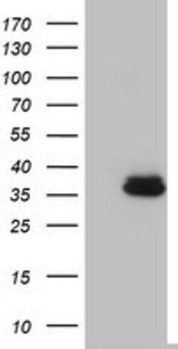 OTC Mouse anti-Human, Clone: OTI4G8, lyophilized, TrueMAB 100 &mu;g; Unconjugated:Antibodies,