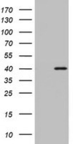 OTC Mouse anti-Human, Clone: OTI7B1, lyophilized, TrueMAB 100 &mu;g; Unconjugated:Antibodies,