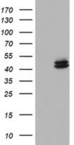 OTC Mouse anti-Human, Clone: OTI5F4, lyophilized, TrueMAB 100 &mu;g; Unconjugated:Antibodies,