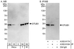 OTUB1 Rabbit anti-Human, Mouse, Polyclonal, Bethyl Laboratories 100 &mu;L;