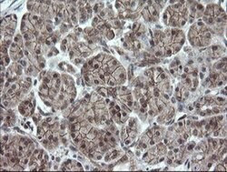 OTUB1 Mouse anti-Human, Clone: OTI2H1, liquid, TrueMAB 100 &mu;L; Unconjugated:Antibodies,