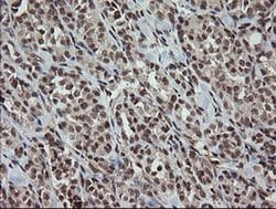 OTUB1 Mouse anti-Human, Clone: OTI2H1, liquid, TrueMAB 100 &mu;L; Unconjugated:Antibodies,