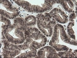 OTUB1 Mouse anti-Human, Clone: OTI2H1, liquid, TrueMAB 100 &mu;L; Unconjugated:Antibodies,