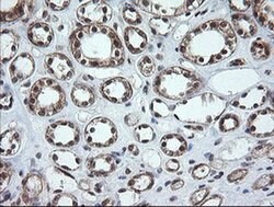 OTUB1 Mouse anti-Human, Clone: OTI2H1, liquid, TrueMAB 100 &mu;L; Unconjugated:Antibodies,