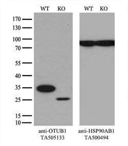 OTUB1 Mouse anti-Human, Clone: OTI1A6, lyophilized, TrueMAB 100 &mu;g;