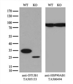 OTUB1 Monoclonal Antibody (OTI1A6), TrueMAB , OriGene 100 &mu;L; Unconjugated:Antibodies,