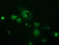 OTUB2 Monoclonal Antibody (OTI2F6), TrueMAB , OriGene 30 &mu;L; Unconjugated:Antibodies,