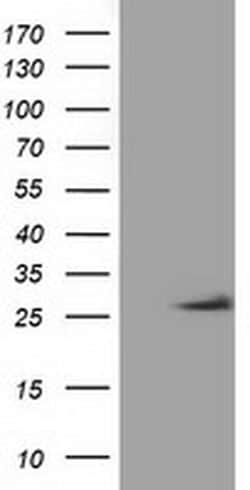 OTUB2 Monoclonal Antibody (OTI2B2), TrueMAB , OriGene 100 &mu;L; Unconjugated:Antibodies,