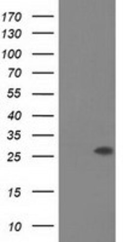 OTUB2 Mouse anti-Canine, Human, Rat, Clone: OTI11B3, lyophilized, TrueMAB