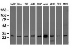 OTUB2 Mouse anti-Canine, Human, Rat, Clone: OTI11B3, lyophilized, TrueMAB