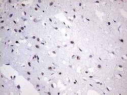OTX2 Mouse anti-Human, Clone: OTI1A1, lyophilized, TrueMAB 100 &mu;g; Unconjugated:Antibodies,