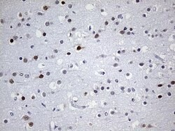 OTX2 Mouse anti-Human, Clone: OTI1A1, lyophilized, TrueMAB 100 &mu;g; Unconjugated:Antibodies,