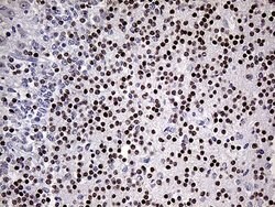 OTX2 Mouse anti-Human, Clone: OTI1A1, lyophilized, TrueMAB 100 &mu;g; Unconjugated:Antibodies,