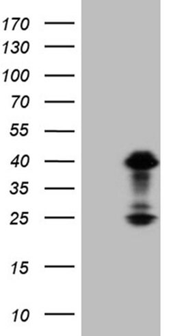 OTX2 Mouse anti-Human, Clone: OTI2B3, liquid, TrueMAB 100 &mu;L; Unconjugated:Antibodies,