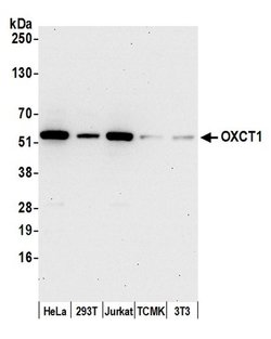 OXCT1 Polyclonal Antibody, Bethyl Laboratories:Antibodies:Primary Antibodies