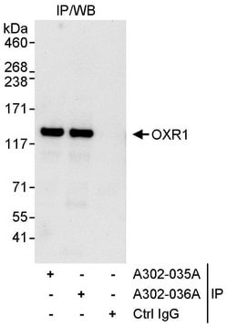 OXR1 Rabbit anti-Human, Polyclonal, Bethyl Laboratories 100 &mu;L; Unconjugated:Antibodies,