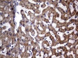 OXSM Monoclonal Antibody (OTI4E10), TrueMAB , OriGene 100 &mu;L; Unconjugated:Antibodies,