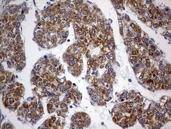 OXSM Monoclonal Antibody (OTI4E10), TrueMAB , OriGene 100 &mu;L; Unconjugated:Antibodies,