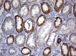 OXSM Monoclonal Antibody (OTI1G5), TrueMAB , OriGene 100 &mu;L; Unconjugated:Antibodies,