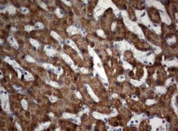 OXSM Monoclonal Antibody (OTI1G5), TrueMAB , OriGene 100 &mu;L; Unconjugated:Antibodies,