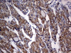 OXSM Monoclonal Antibody (OTI1G5), TrueMAB , OriGene 100 &mu;L; Unconjugated:Antibodies,