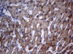 OXSM Mouse anti-Human, Clone: OTI3A4, lyophilized, TrueMAB 100 &mu;g; Unconjugated:Antibodies,