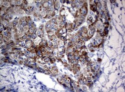 OXSM Mouse anti-Human, Clone: OTI3A4, lyophilized, TrueMAB 100 &mu;g; Unconjugated:Antibodies,