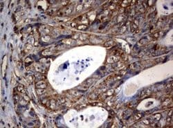 OXSM Monoclonal Antibody (OTI1H6), TrueMAB , OriGene 100 &mu;L; Unconjugated:Antibodies,