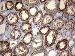 OXSM Monoclonal Antibody (OTI1H6), TrueMAB , OriGene 100 &mu;L; Unconjugated:Antibodies,