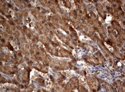 OXSM Monoclonal Antibody (OTI1H6), TrueMAB , OriGene 100 &mu;L; Unconjugated:Antibodies,