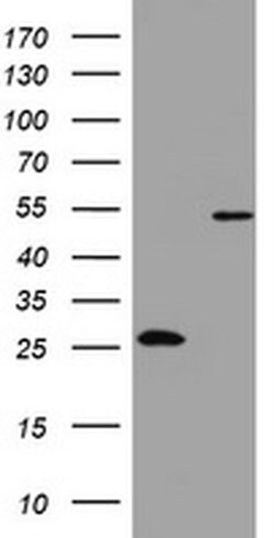 OXSM Monoclonal Antibody (OTI1G5), TrueMAB , OriGene 100 &mu;L; Unconjugated:Antibodies,