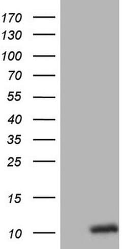 OXT Monoclonal Antibody (OTI5G4), TrueMAB , OriGene:Antibodies:Primary