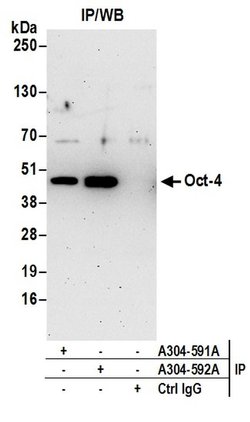 Oct-4 Rabbit anti-Mouse, Polyclonal, Bethyl Laboratories 100 &mu;L; Unconjugated:Antibodies,