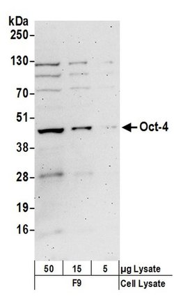 Oct-4 Rabbit anti-Mouse, Polyclonal, Bethyl Laboratories 100 &mu;L; Unconjugated:Antibodies,