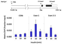 Invitrogen OCT4 Polyclonal Antibody 100 &mu;L; Unconjugated:Antibodies,