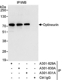 Optineurin Rabbit anti-Human, Polyclonal, Bethyl Laboratories 10 &mu;L;
