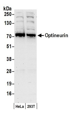 Optineurin Rabbit anti-Human, Polyclonal, Bethyl Laboratories 100 &mu;L;